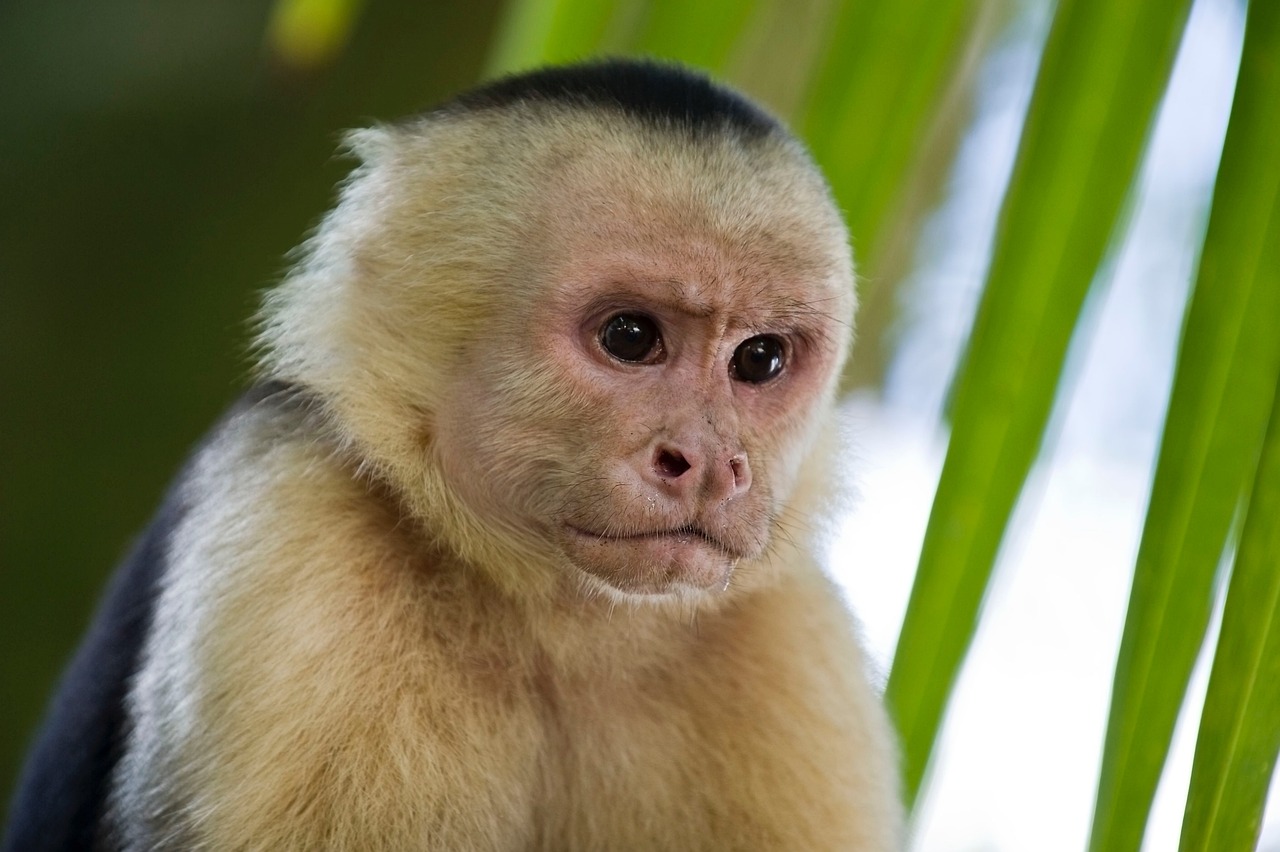 A Capuchin Monkey